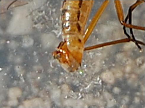 Réf. 199 040 : Empis trigramma