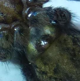 Eratigena atrica