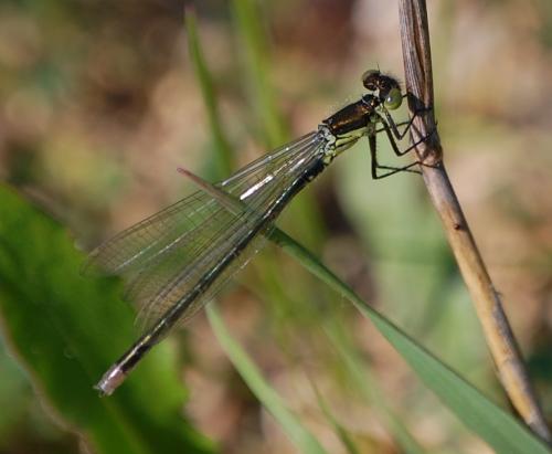Réf. 199 232 : Erythromma najas