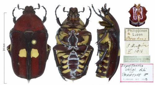Réf. 199 560 : Protaetia uhligi