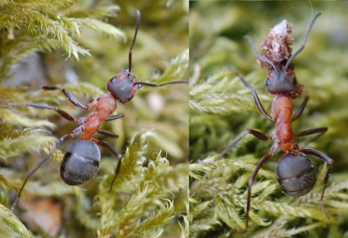 Réf. 199 226 : Formica rufibarbis