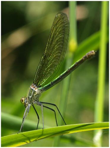 Calopteryx sp.