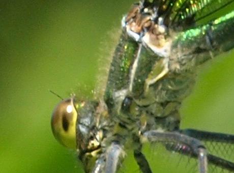 Calopteryx sp.