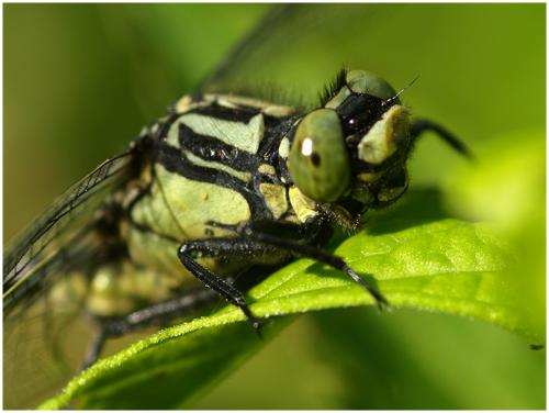 Gomphus vulgatissimus