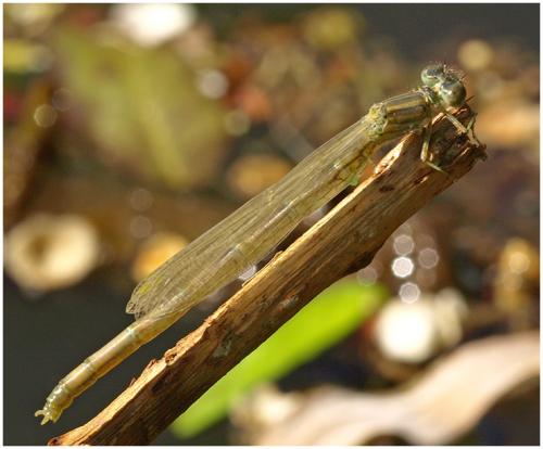 Erythromma lindenii