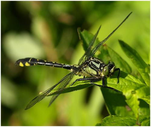 Réf. 199 816 : Gomphus vulgatissimus