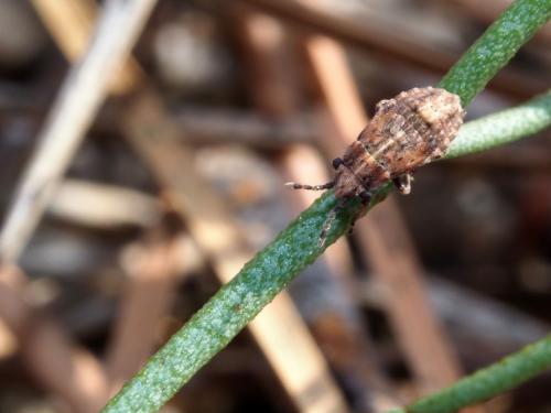 Réf. 199 447 : Henestaris laticeps