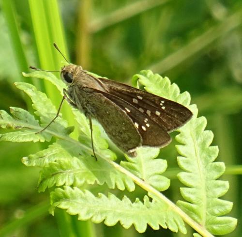 Pelopidas sp.