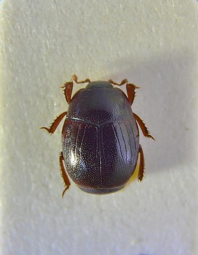 Gnathoncus nidorum