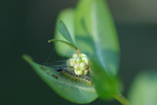 Cydalima perspectalis