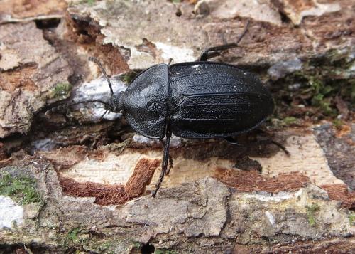 Phosphuga atrata