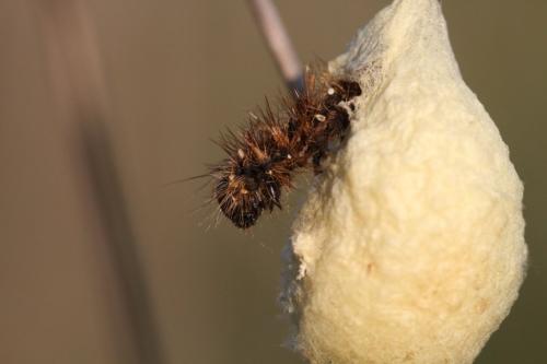 Acronicta rumicis