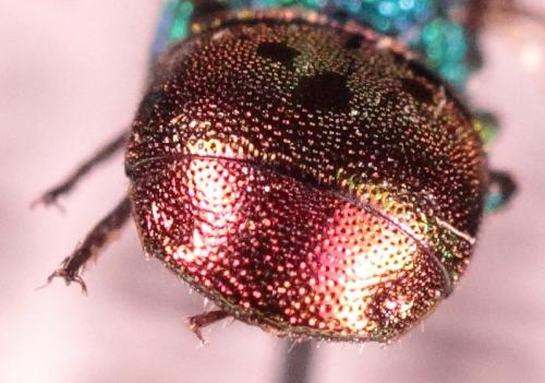 Réf. 199 395 : Hedychrum rutilans