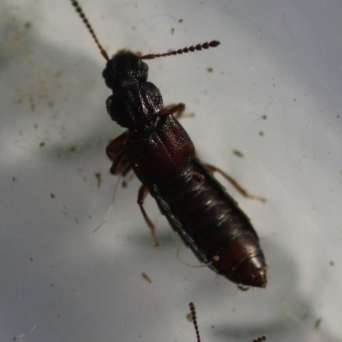Réf. 199 132 : Anotylus rugosus