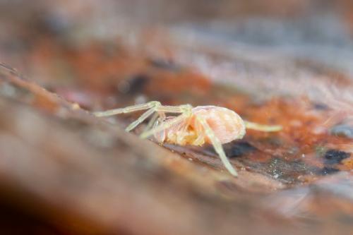 Nigma sp.