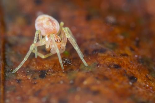 Nigma sp.