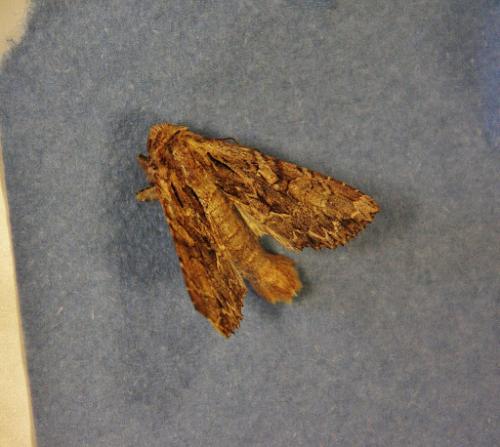 Réf. 199 317 : Apamea monoglypha