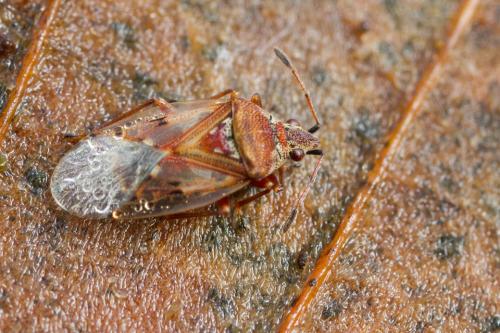 Réf. 199 448 : Kleidocerys sp.