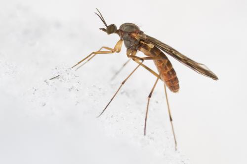 Sylvicola sp.