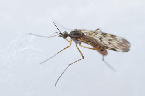 Réf. 199 781 : Sylvicola sp.