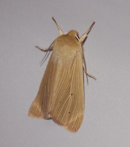 Réf. 199 591 : Mythimna pallens