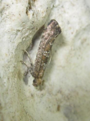 Digitivalva pulicariae