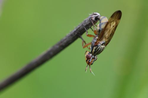 Dorycera graminum