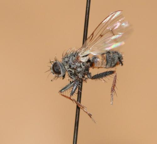Lispocephala sp.