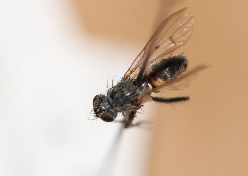 Lispocephala sp.