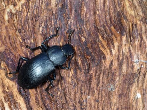Réf. 199 760 : Iphthiminus italicus