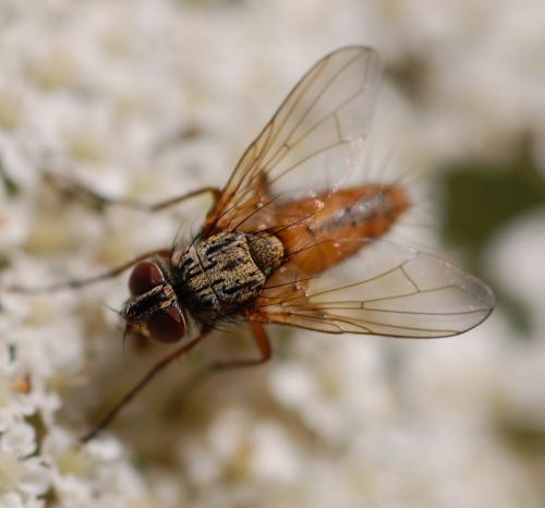 Leskia aurea
