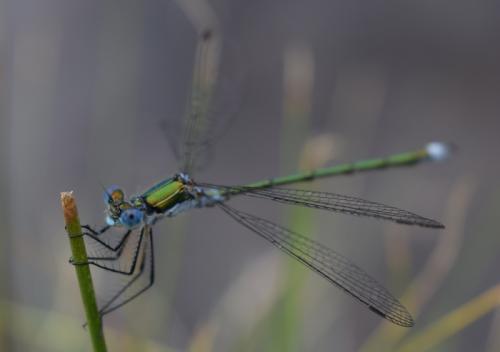 Lestes sponsa