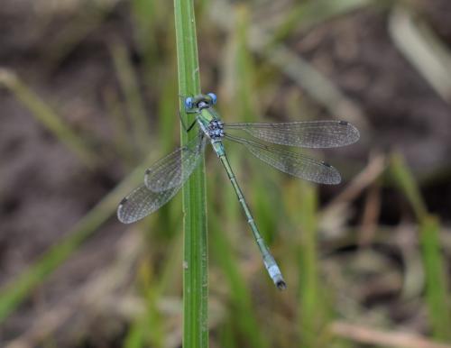 Lestes sponsa