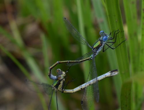 Lestes sponsa