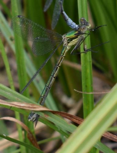 Réf. 199 651 : Lestes sponsa