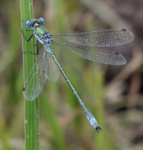 Réf. 199 650 : Lestes sponsa