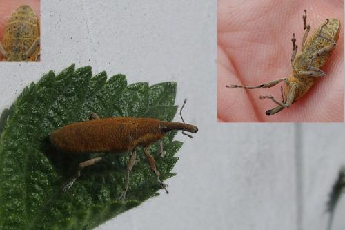 Lixus sp.