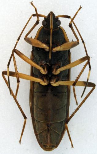 Dieuches armatipes