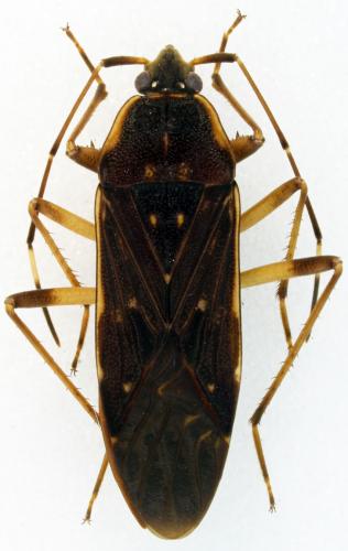 Dieuches armatipes