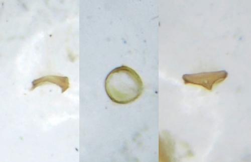 Microlestes negrita