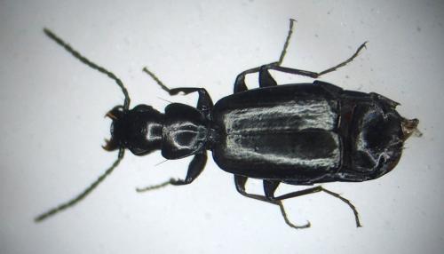 Microlestes negrita