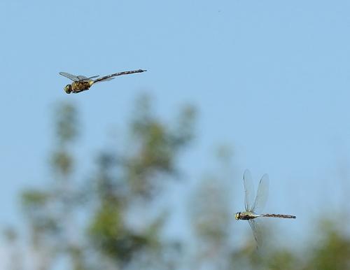 Anax tristis