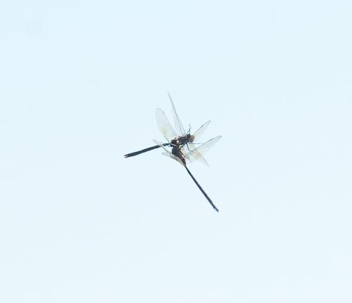 Anax tristis