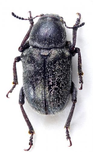 Réf. 199 786 : Macrocoma henoni occidentalis