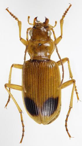 Nebria boiteli