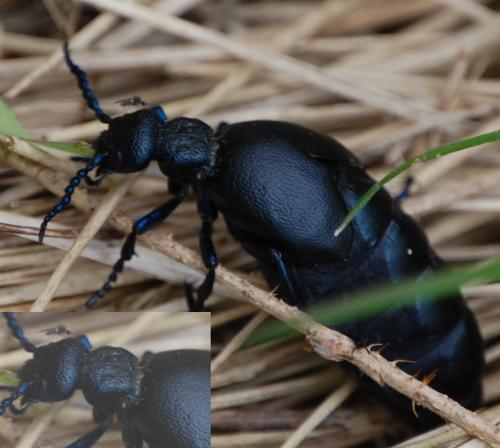 Réf. 199 229 : Meloe violaceus
