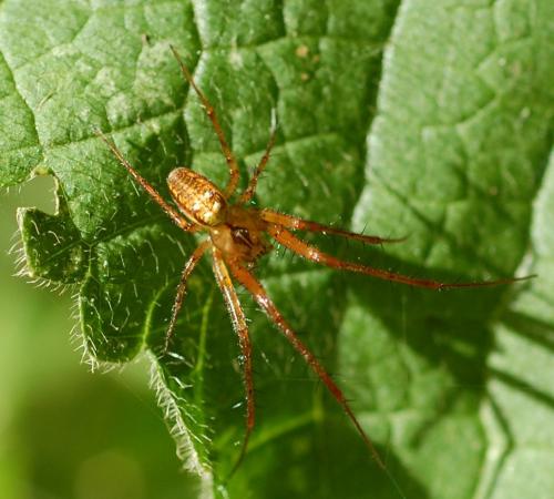 Metellina sp.
