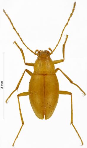 Diaprysius sicardi