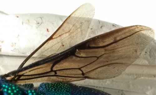 Stilbum sp.