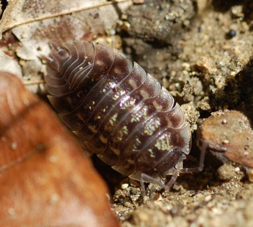 Réf. 199 045 : Oniscus asellus